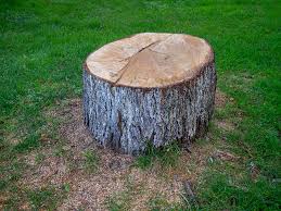 How Our Tree Care Process Works  in  Kimball, TN