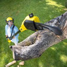 Best Tree Health Inspection  in Kimball, TN