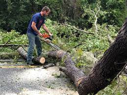 Professional Tree Removal in Kimball, TN