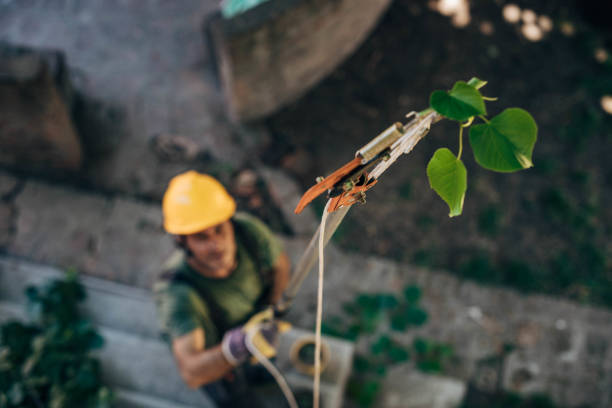 Best Storm Damage Tree Cleanup  in Kimball, TN