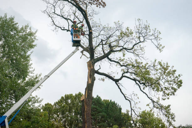 Best Firewood Processing and Delivery  in Kimball, TN