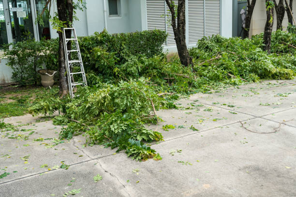 Best Lawn Watering Services  in Kimball, TN