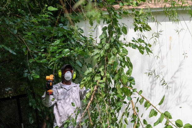 Best Tree Risk Assessment  in Kimball, TN