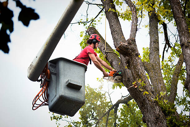 Best Tree and Shrub Care  in Kimball, TN