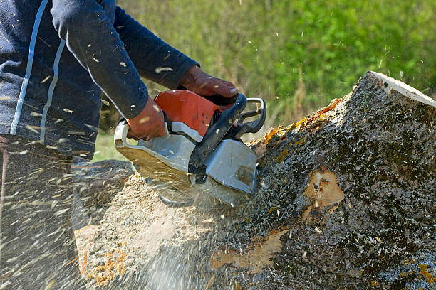 Best Organic Lawn Care Solutions  in Kimball, TN
